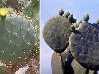 Opuntia robusta ©JLcoll.3612.jpg